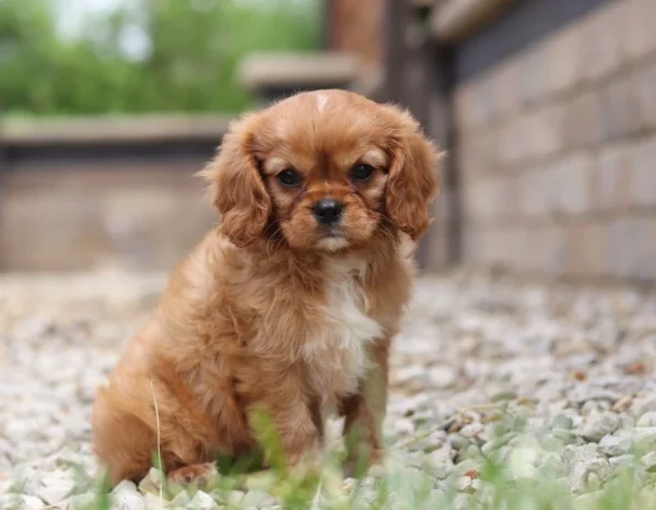 Side view of a King Charles Cavalier puppy with pink ribbon