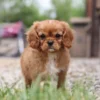 King Charles Cavalier puppy with pink ribbon standing on gravel