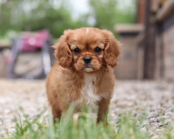 King Charles Cavalier puppy with pink ribbon standing on gravel