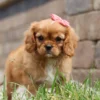 Adopt this King Charles Cavalier puppy with pink ribbon
