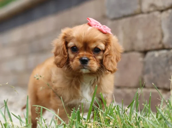 Adopt this King Charles Cavalier puppy with pink ribbon