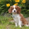 Cavalier puppy