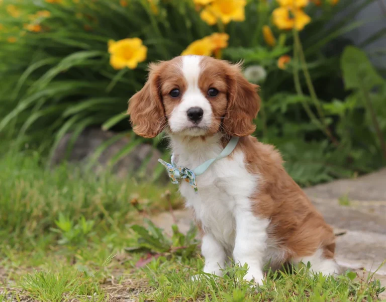 Cavalier puppy