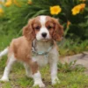 Cavalier puppy with white stripe