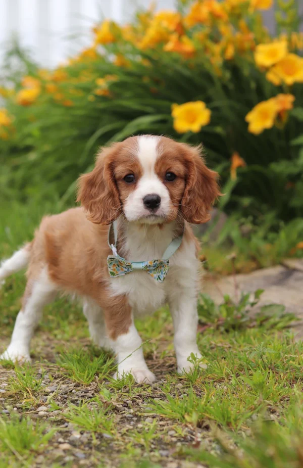 Cavalier puppy with white stripe
