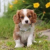 Cavalier puppy with white stripe with yellow flowers
