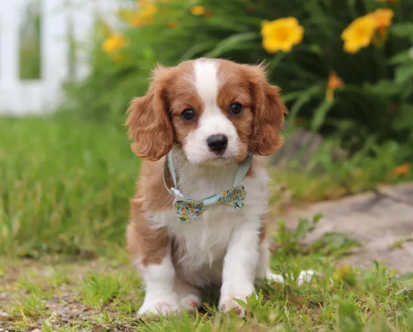 Cavalier puppy with white stripe with yellow flowers