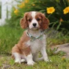 Cavalier puppy with white stripe sitting by some flowers