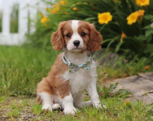 Cavalier puppy with white stripe sitting by some flowers