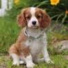 Cute Cavalier puppy sitting by some flowers