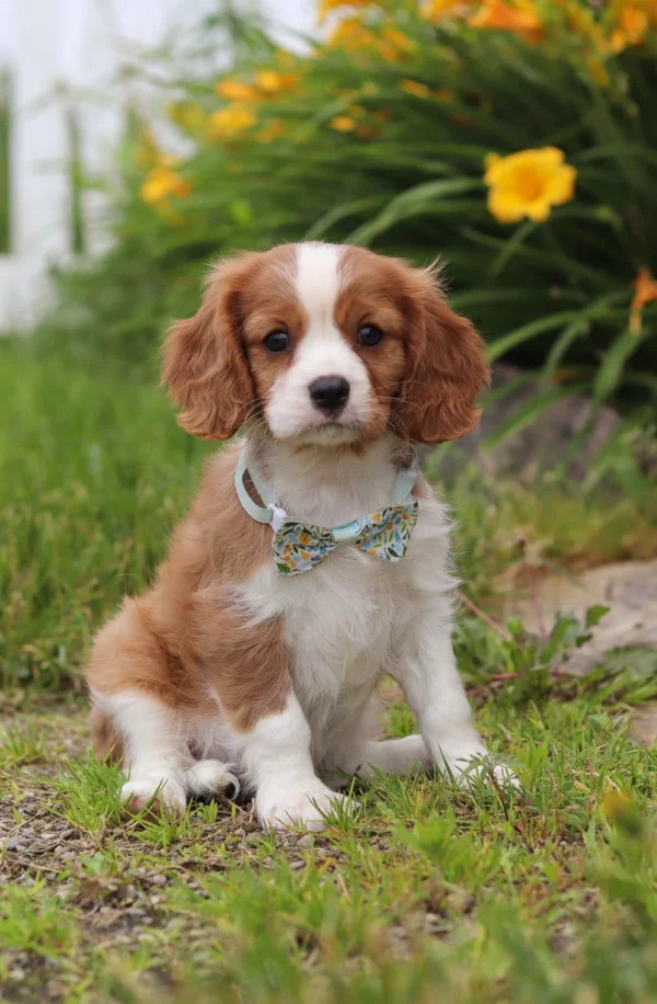 Cute Cavalier puppy sitting by some flowers