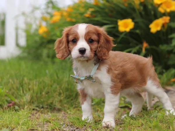 Nice Cavalier puppy for adoption
