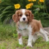 Cavalier puppy with green collar for sale