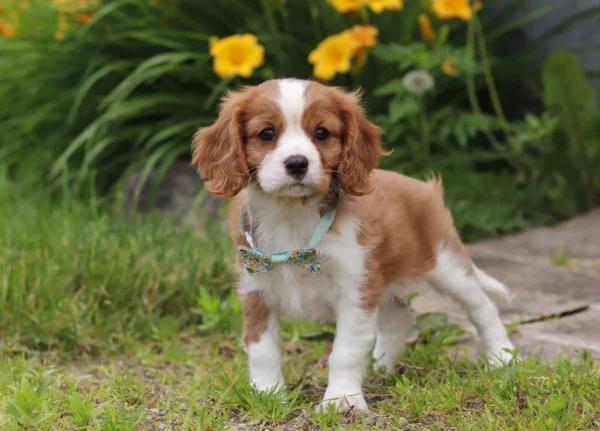 Cavalier puppy with green collar for sale