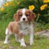 Cavalier pup