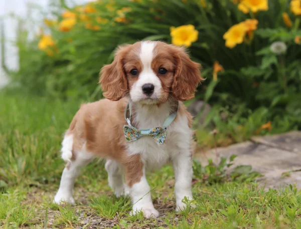 Cavalier pup