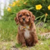 Cavalier puppy with yellow collar
