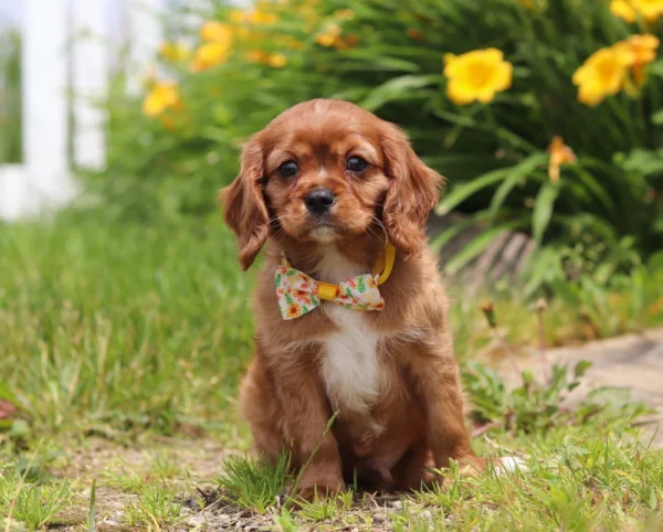 Cavalier puppy with yellow collar