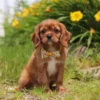 Cavalier puppy with yellow collar sitting by some flowers