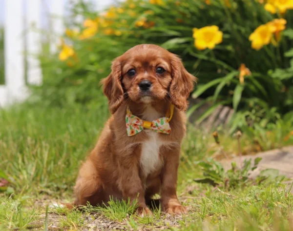 Cavalier puppy with yellow collar sitting by some flowers