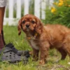 Cavalier puppy with yellow collar posing for a picture