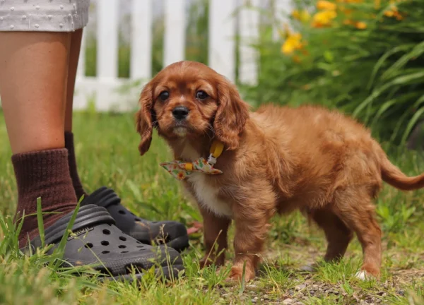Cavalier puppy with yellow collar posing for a picture