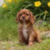 Cavalier puppy with yellow collar sit by some yellow flowers