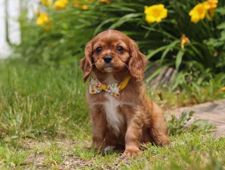 Cavalier puppy with yellow collar sit by some yellow flowers