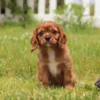 Cavalier puppy with yellow collar available for adoption