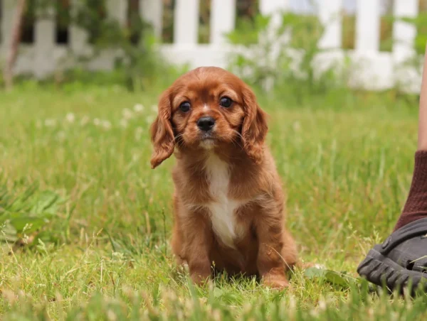 Cavalier puppy with yellow collar available for adoption