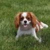 Female cavalier in grass.