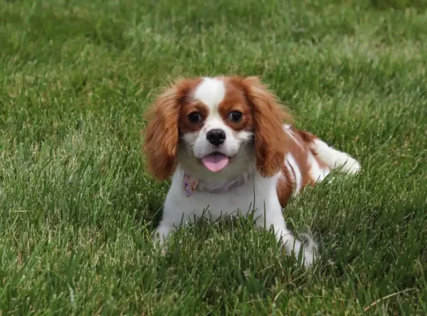 Female cavalier in grass.