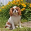 Beautiful cavalier posing in front of flowers.