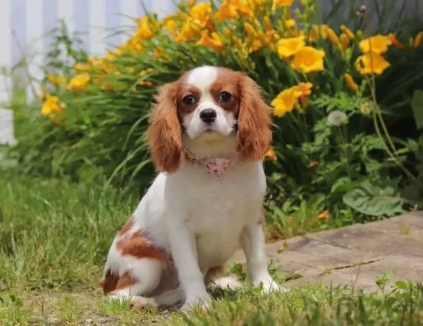 Beautiful cavalier posing in front of flowers.