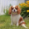 Female cavalier posing in front of flowers.