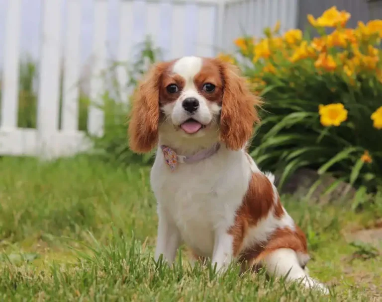 Female cavalier posing in front of flowers.