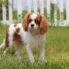 Female cavalier standing in grass.