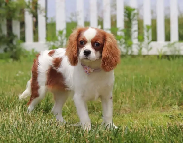 Female cavalier standing in grass.