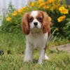 Cavalier posing in front of flowers.