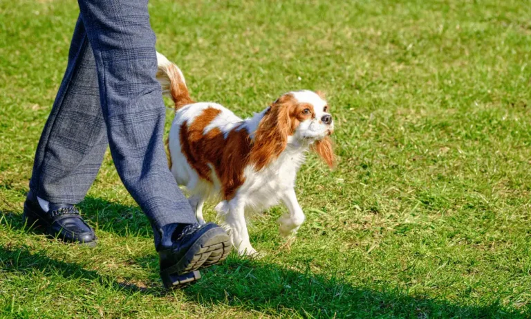 A person walking their cavalier.