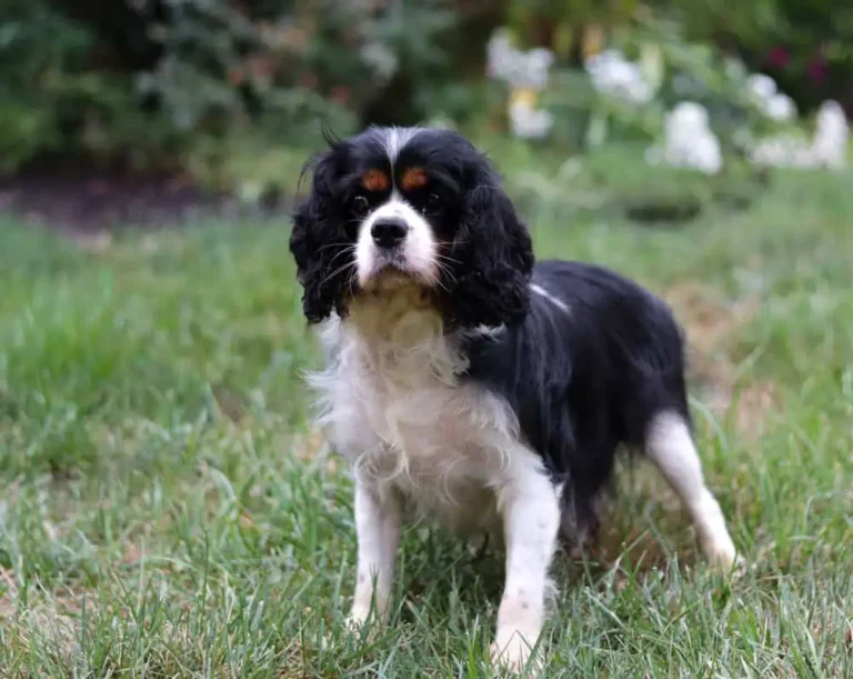 Tri-colored Cavalier female.