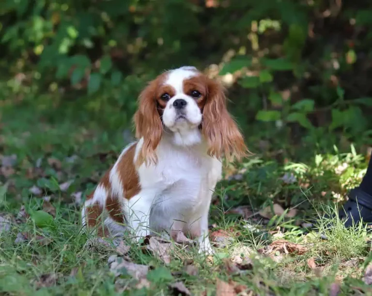 Beautiful female cavalier posing.