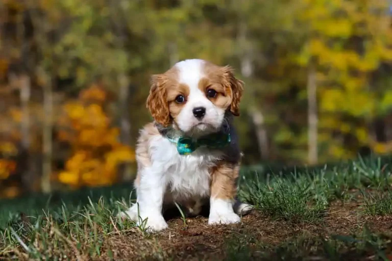 A Blenheim-colored Cavalier puppy posing.