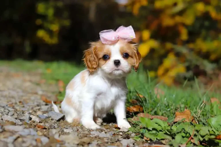 A Blenheim-colored Cavalier puppy sitting.
