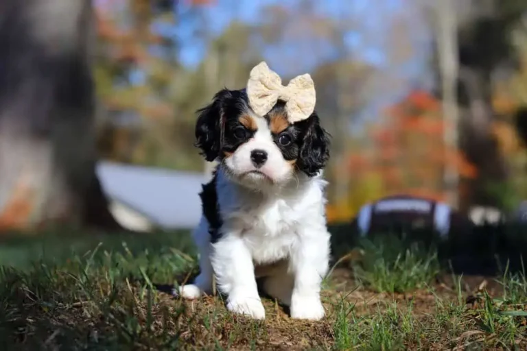 A cute Tri-colored Cavalier puppy posing with a ribbon.