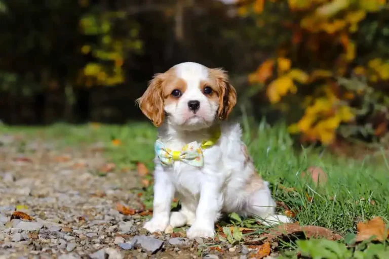A Blenheim-colored Cavalier puppy posing with a yellow ribbon.