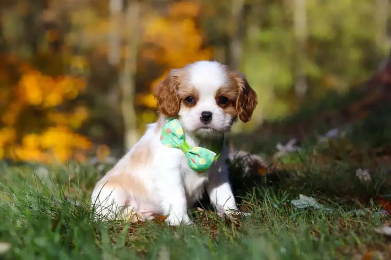 A Blenheim-colored Cavalier puppy sitting with a ribbon.