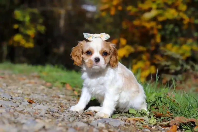 A Blenheim-colored Cavalier puppy sitting with a ribbon.