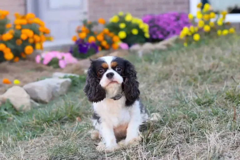 A tri colored Cavalier female posing.