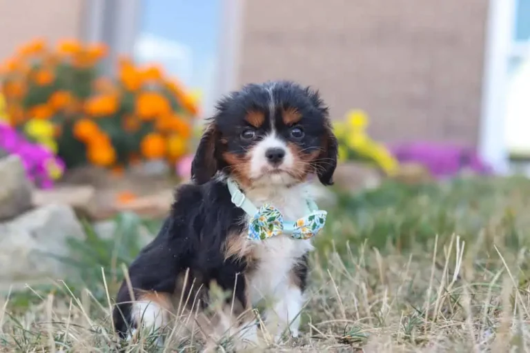 A cute tri-colored Cavalier puppy with a ribbon.